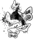 34white_butterflie