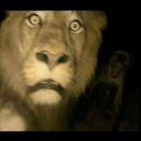 A lion with wide, startled eyes staring directly at the camera in low light.