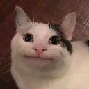 A white cat with gray markings looking at the camera with a strained, polite, closed-mouth smile.