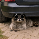 Raccoon peeking through dual car exhaust pipes that look like giant round glasses.