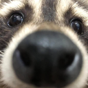 Raccoon face in extreme close-up with its nose touching the camera lens.