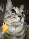 catmew Discord Emoji | 𝑴𝑶𝑹𝒁𝑬𝑵