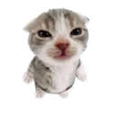 smol_cat_mad Discord sticker from 𝑴𝑶𝑹𝒁𝑬𝑵