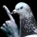 A pigeon with a human hand held up to its beak in a shushing gesture against a black background.