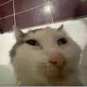 A white and gray cat looking at the camera with a skeptical, judgmental expression.