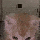 cat_aura_fire_flames Discord emoji