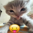 Kitten with an open mouth and tongue out next to a yellow grinning emoji.