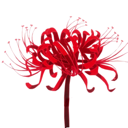 Red spider lily flower with long, curling petals isolated against a black background.