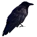 crow