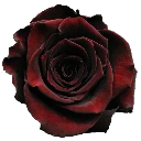 red_rose