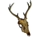 deer_skull