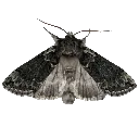 black_moth
