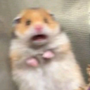 A blurry hamster with wide eyes and an open mouth looking terrified.