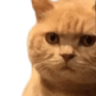 catdeathstare Discord sticker | Chatizen Guild Bar☕.ᐟ