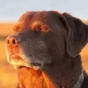 _dog_