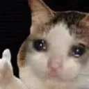 _cat