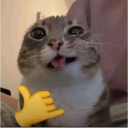 A gray and white cat with a goofy expression and tongue out, overlaid with a yellow shaka hand sign emoji.