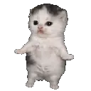 kittywiggle