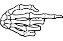 zz_skeleton