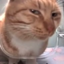 sus_cat custom emote | ZMF