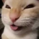Evil_cat custom emote | BodyCommunity