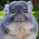:Chinchillaso: