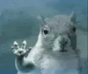 z_O_ADIOS