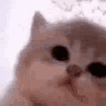 :cat_Sliking_Happy: