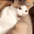 CatBite animated emote from Chaos Cave