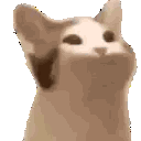 Cat with a closed mouth and a cat with an open mouth side by side.