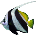 fish3 Discord Emoji - 𝒕𝒉𝒆  • 𝚍𝚎𝚎𝚙 𝚎𝚗𝚍