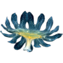 A glowing blue and yellow jellyfish-like creature with long, translucent tentacles.