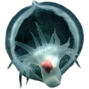 A translucent, glowing jellyfish-like creature with a pink center floats against a black background.
