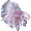 fish7 custom emote | 𝒕𝒉𝒆  • 𝚍𝚎𝚎𝚙 𝚎𝚗𝚍