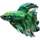 fish10 Discord Emoji - 𝒕𝒉𝒆  • 𝚍𝚎𝚎𝚙 𝚎𝚗𝚍