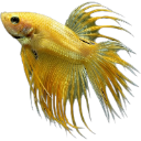fish6 Discord Emoji - 𝒕𝒉𝒆  • 𝚍𝚎𝚎𝚙 𝚎𝚗𝚍