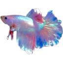 fish11 custom emote | 𝒕𝒉𝒆  • 𝚍𝚎𝚎𝚙 𝚎𝚗𝚍