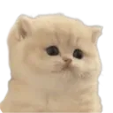 Dumb_Cat Discord sticker - Lovers Cafe™🌷India | Indian Discord server • Indian Discord  Community • discord india • Active