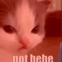 A kitten with a stern, unimpressed expression stares directly at the camera with a heavy red filter over the image.