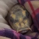 sleepyfish