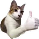 nioce