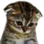 :emoji_33: