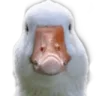 whatchulookinat Discord Emoji | 𝒕𝒉𝒆  • 𝚍𝚎𝚎𝚙 𝚎𝚗𝚍
