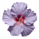 005_flowerpurple
