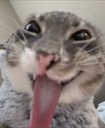 freaky_cat Discord Emoji | ⊹₊⟡⋆ Greyscale ₊˚⊹ ᰔ