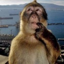 A monkey resting its chin on its hand in a thoughtful pose against a blurry harbor background.