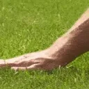 grass