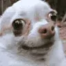 dog_awkward_stare_crosseyed