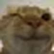A blurry close-up of a cat with a mischievous, smirking expression.