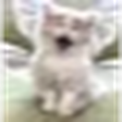 :fairykittyjoy:
